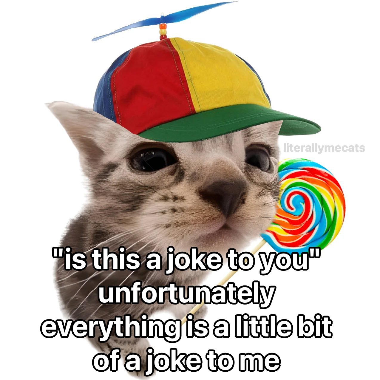 30 Cat Memes That Are Basically You in Furry Form 15 Is this a joke to you - Cat Memes