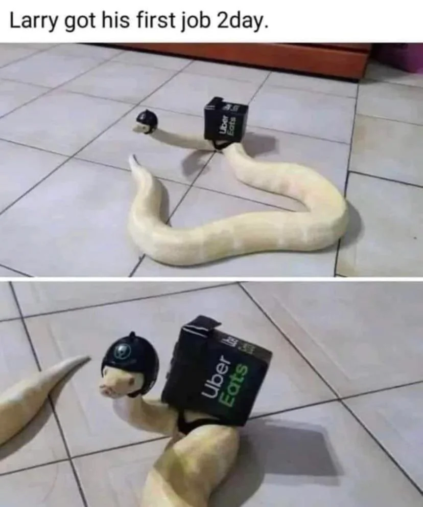 20 Snake Memes That Will Make You Sssmile on World Snake Day! 8 Larry got his first job - Snake Memes