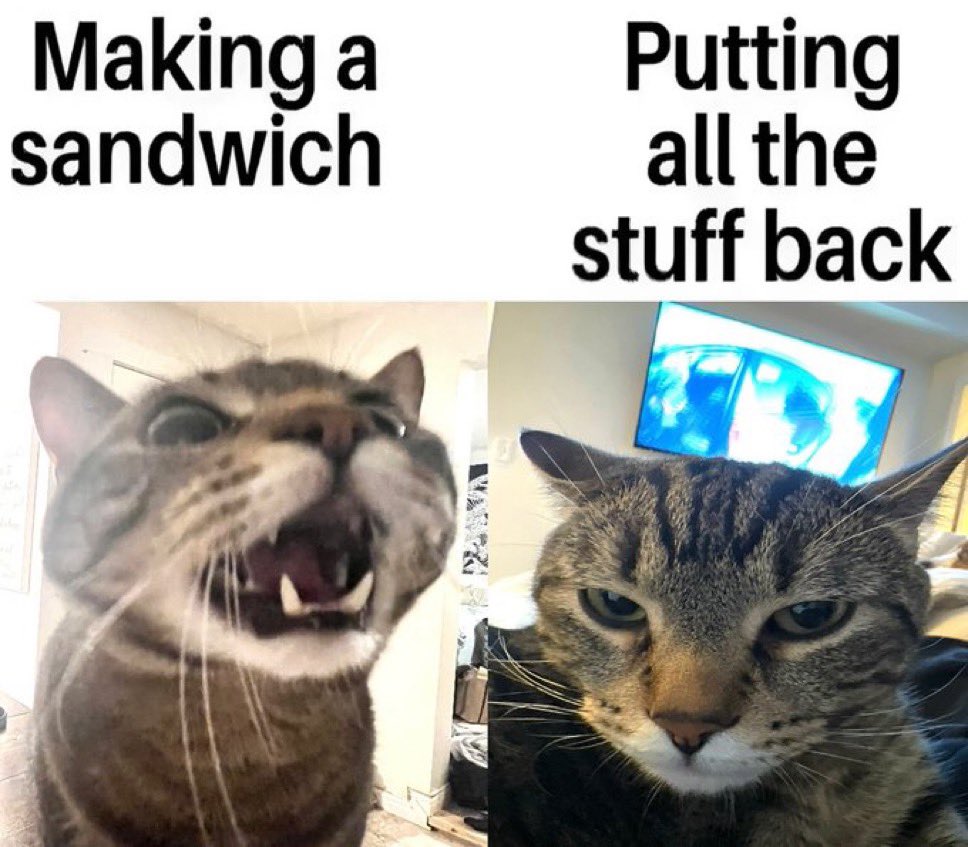 30 Cat Memes That Are Basically You in Furry Form 18 Making a sandwich - Cat Memes