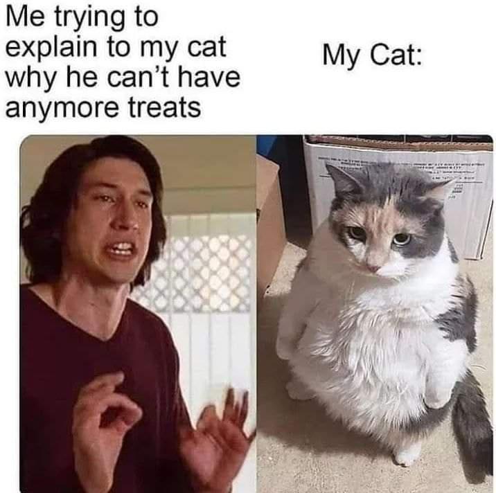 20 Fat Cat Memes That Outweigh Your Problems 10 Me trying to explain - Fat Cat Memes