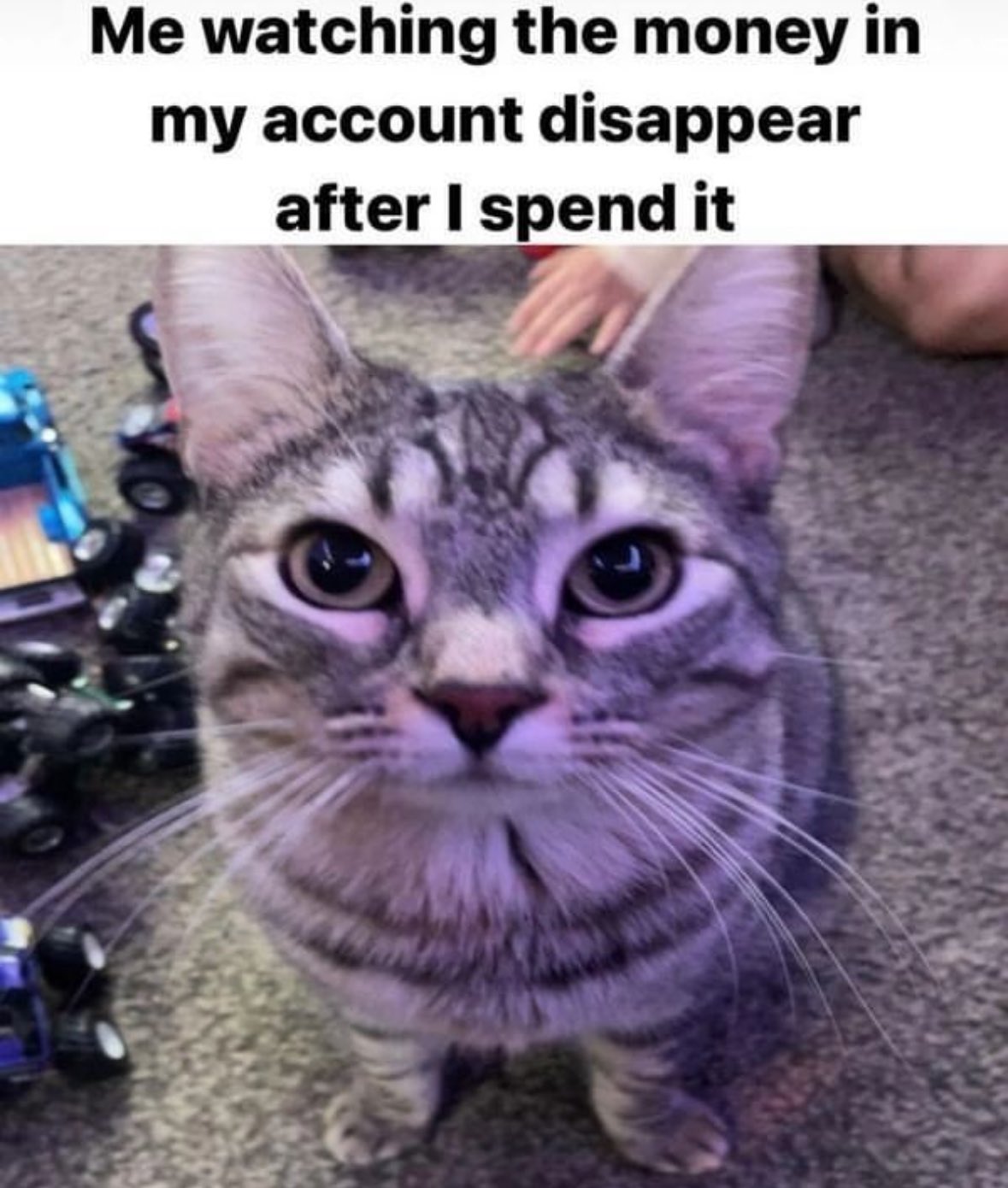 30 Cat Memes That Are Basically You in Furry Form 21 Me watching the moeny - Cat Memes
