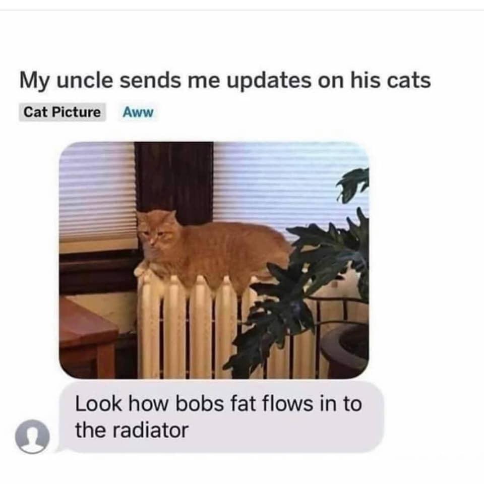 20 Fat Cat Memes That Outweigh Your Problems 11 My uncle sends me updates - Fat Cat Memes