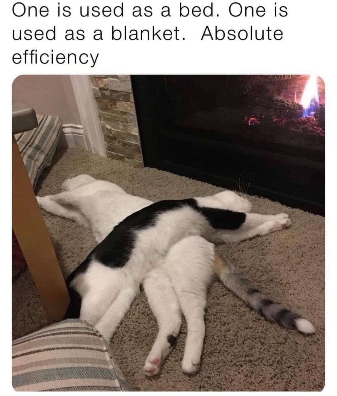20 Funniest Cat Memes That Will Make Your Brain Meow 17 One is used as a bed - Funniest Cat Memes
