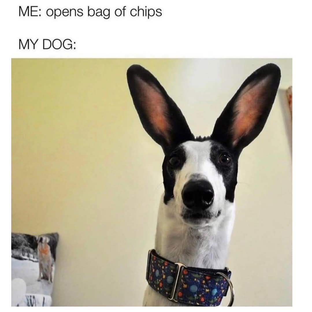 25 Uplifting Dog Memes That Will Fetch Your Smile 22 Opens a bag of chips