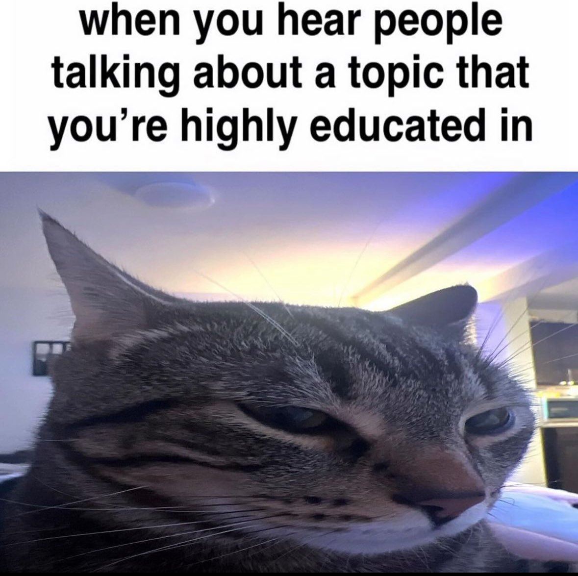 30 Cat Memes That Are Basically You in Furry Form 24 People talking about a topic - Cat Memes