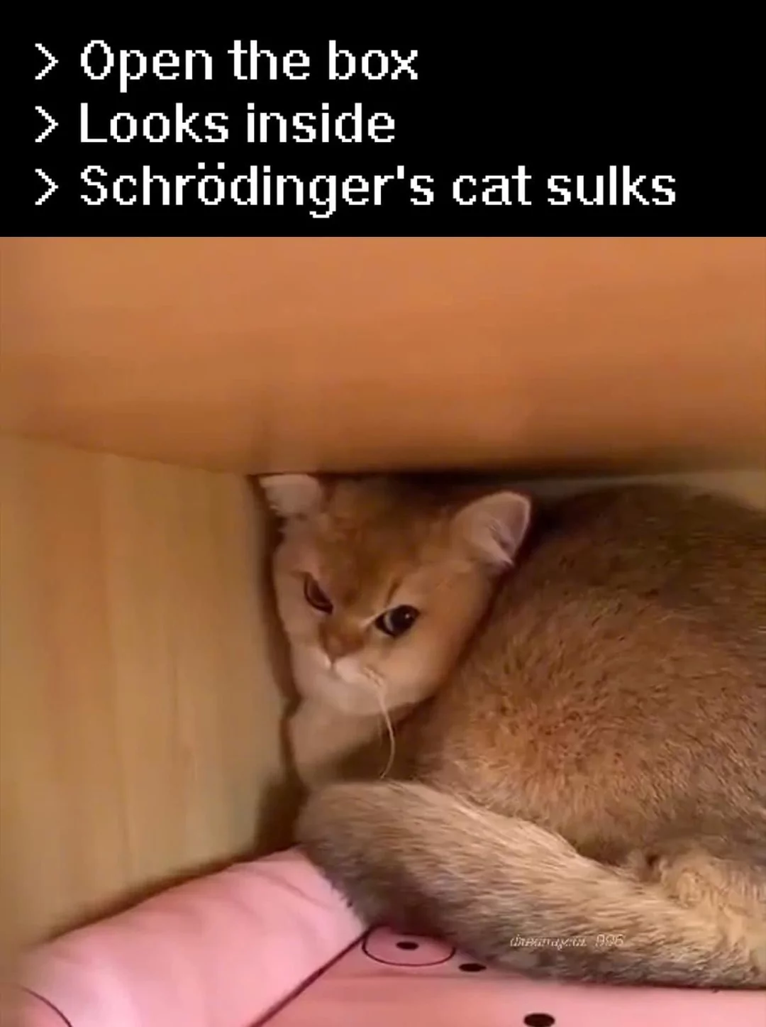 Schrodingers cat sulk