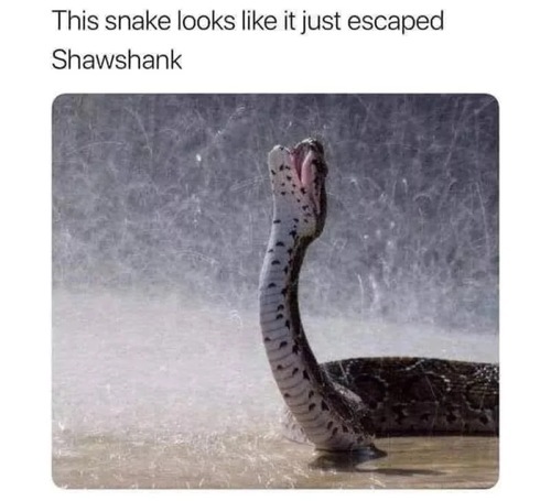 Snake Memes That Will Make You Sssmile on World Snake Day! - FG