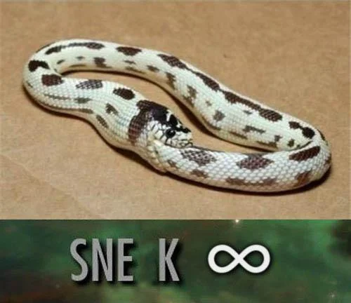 20 Snake Memes That Will Make You Sssmile on World Snake Day! 12 Snake infiniti - Snake Memes