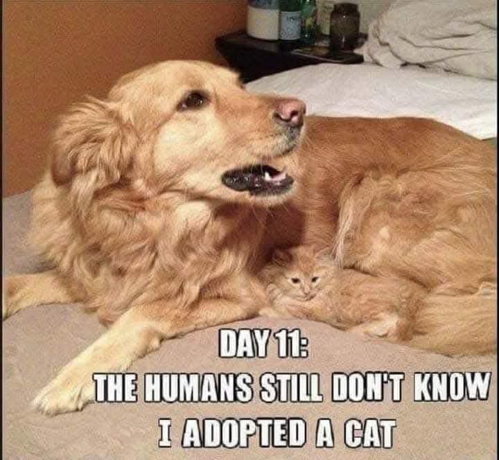 25 Uplifting Dog Memes That Will Fetch Your Smile 24 The humans still didnt know