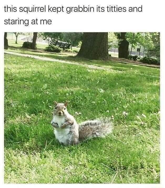 25 Hilarious Dank Memes That Are Almost Too Dark to Laugh At 12 This squirrel - Hilarious Dank Memes