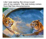Tiger Memes to Turn Your International Tiger Day Into a Laugh Safari - FG