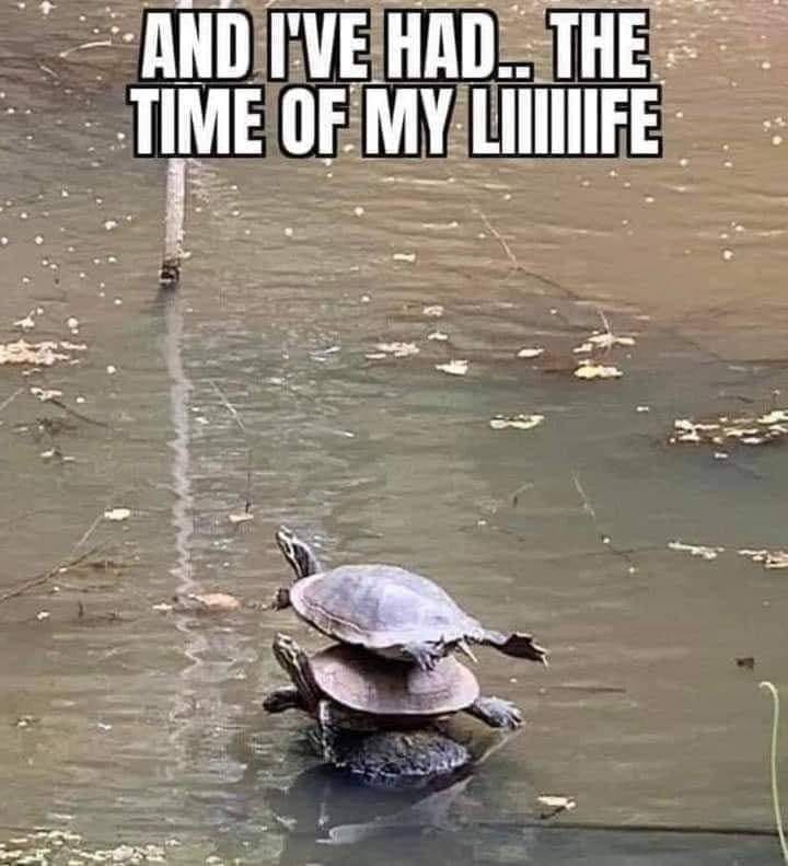 20 Happy Animal Memes for Instant Happiness 14 Time of my life - Happy Animal Memes