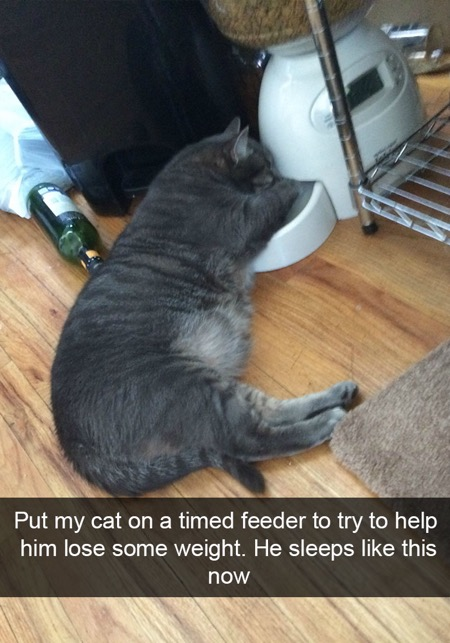 20 Fat Cat Memes That Outweigh Your Problems 16 Timed feeder - Fat Cat Memes