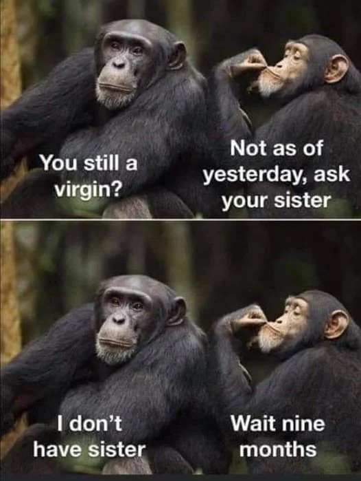 20 Chimpanzee Memes to Celebrate World Chimpanzee Day 16 Tou still - Chimpanzee Memes