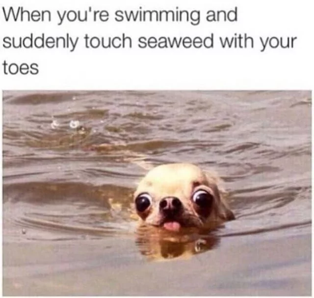 25 Swimming Pool Memes to Keep Your Laughs Above Water 27 Touch seaweed