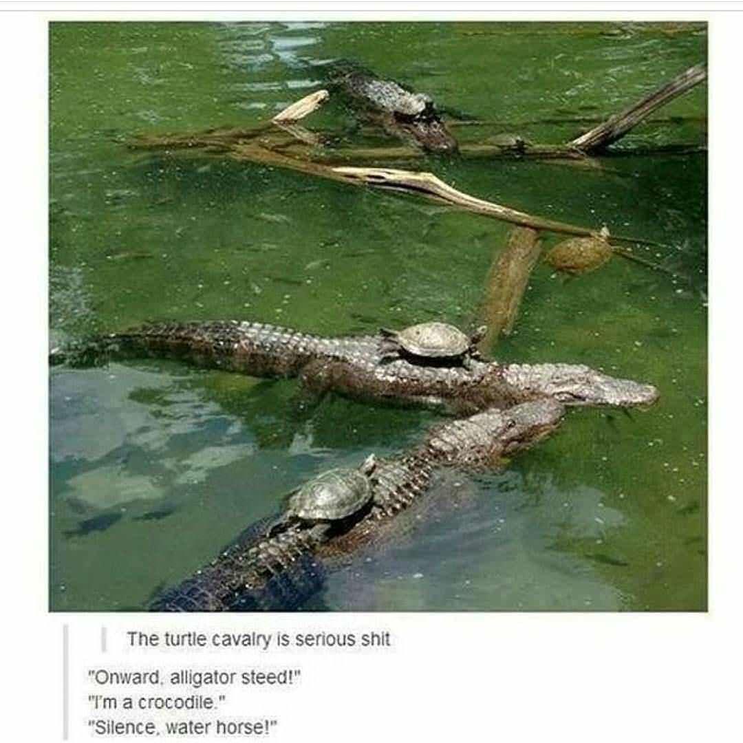 34 Turtle Memes to Shell-ter You from Boredom on World Turtle Day 33 Turtle cavalry