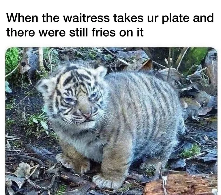 25 Tiger Memes to Turn Your International Tiger Day Into a Laugh Safari 25 Waitress takes your plate