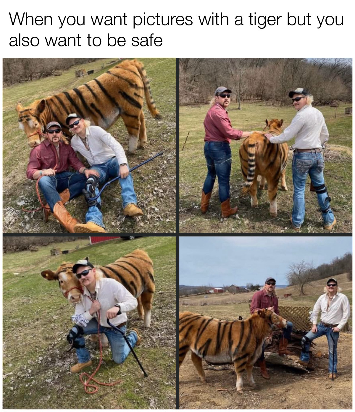 25 Tiger Memes to Turn Your International Tiger Day Into a Laugh Safari 26 Want pictures with tiger
