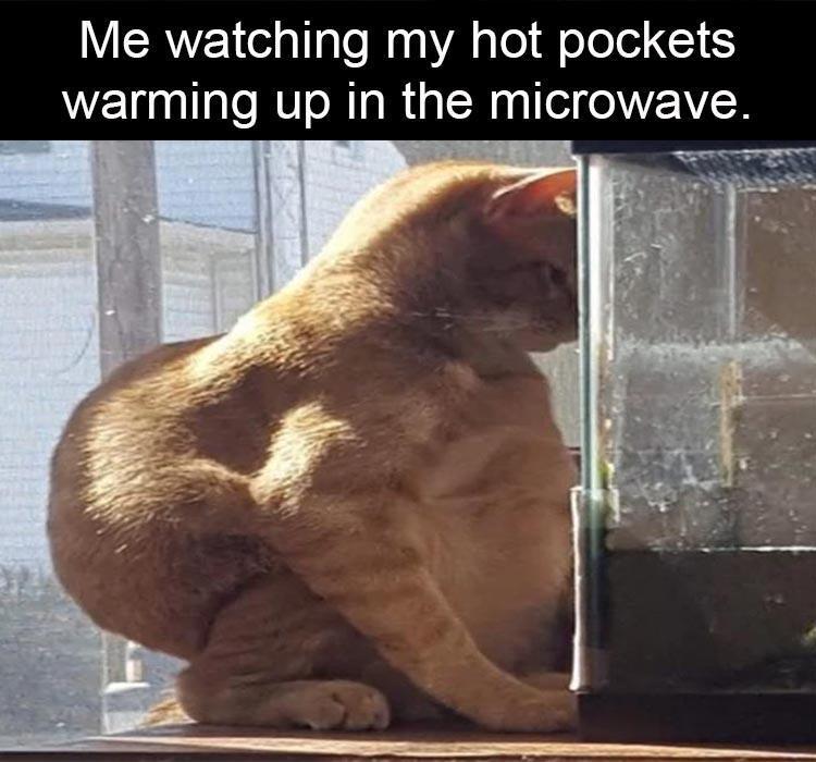 20 Fat Cat Memes That Outweigh Your Problems 18 Watching my hot pockets - Fat Cat Memes