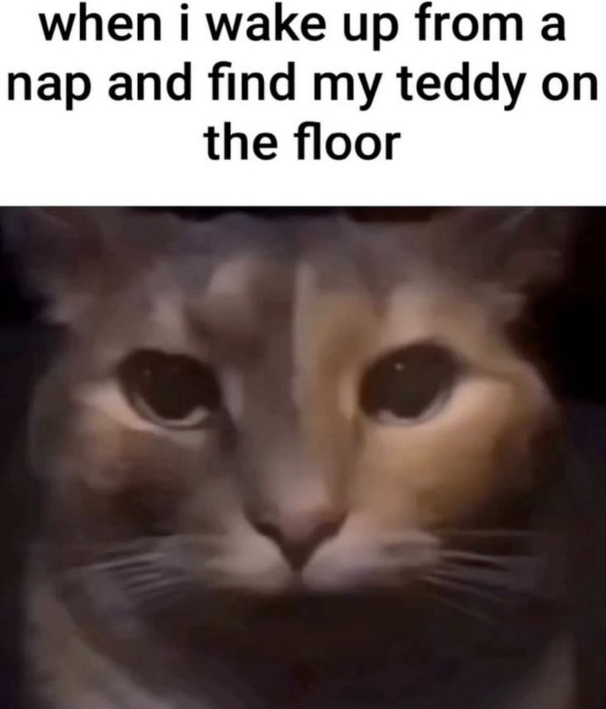 30 Cat Memes That Are Basically You in Furry Form 29 When i wake up from a nap - Cat Memes