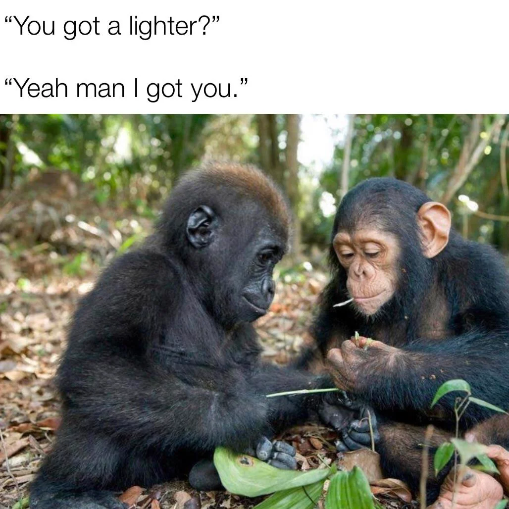 20 Chimpanzee Memes to Celebrate World Chimpanzee Day 20 You got a lighter - Chimpanzee Memes