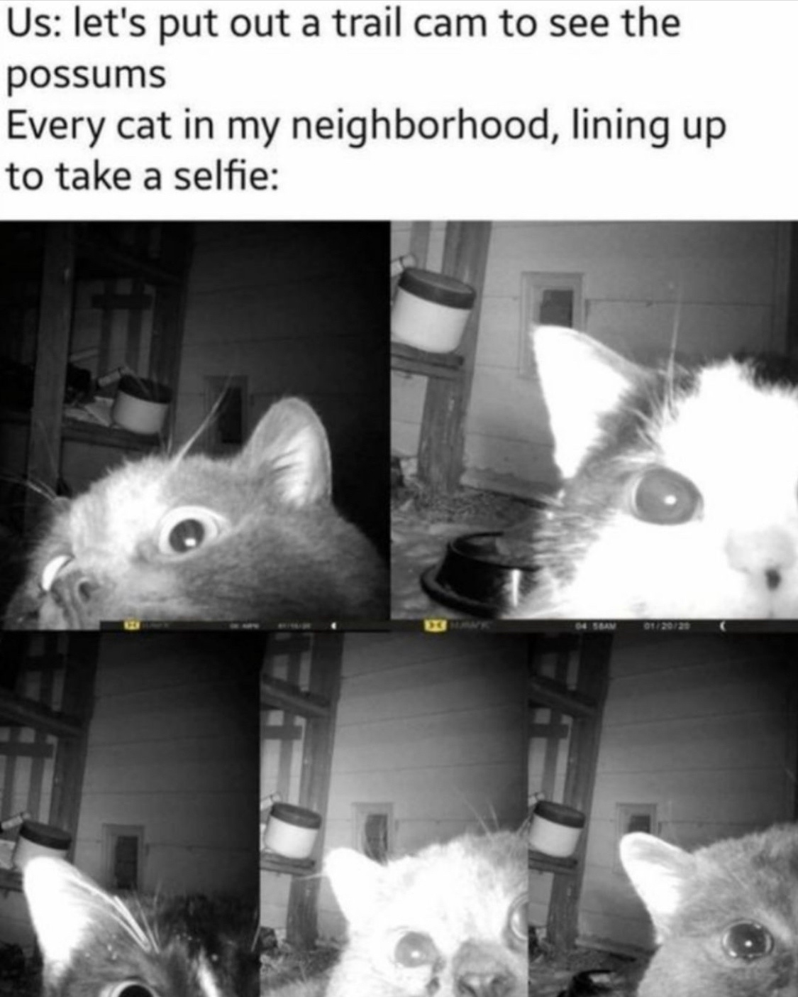 20 Funniest Cat Memes That Will Make Your Brain Meow 7 evry cat in my neighborhood - Funniest Cat Memes