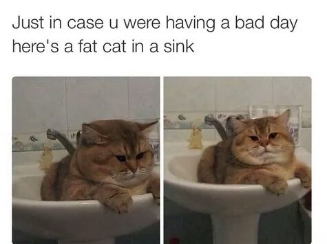 20 Fat Cat Memes That Outweigh Your Problems 6 fat cat in sink - Fat Cat Memes