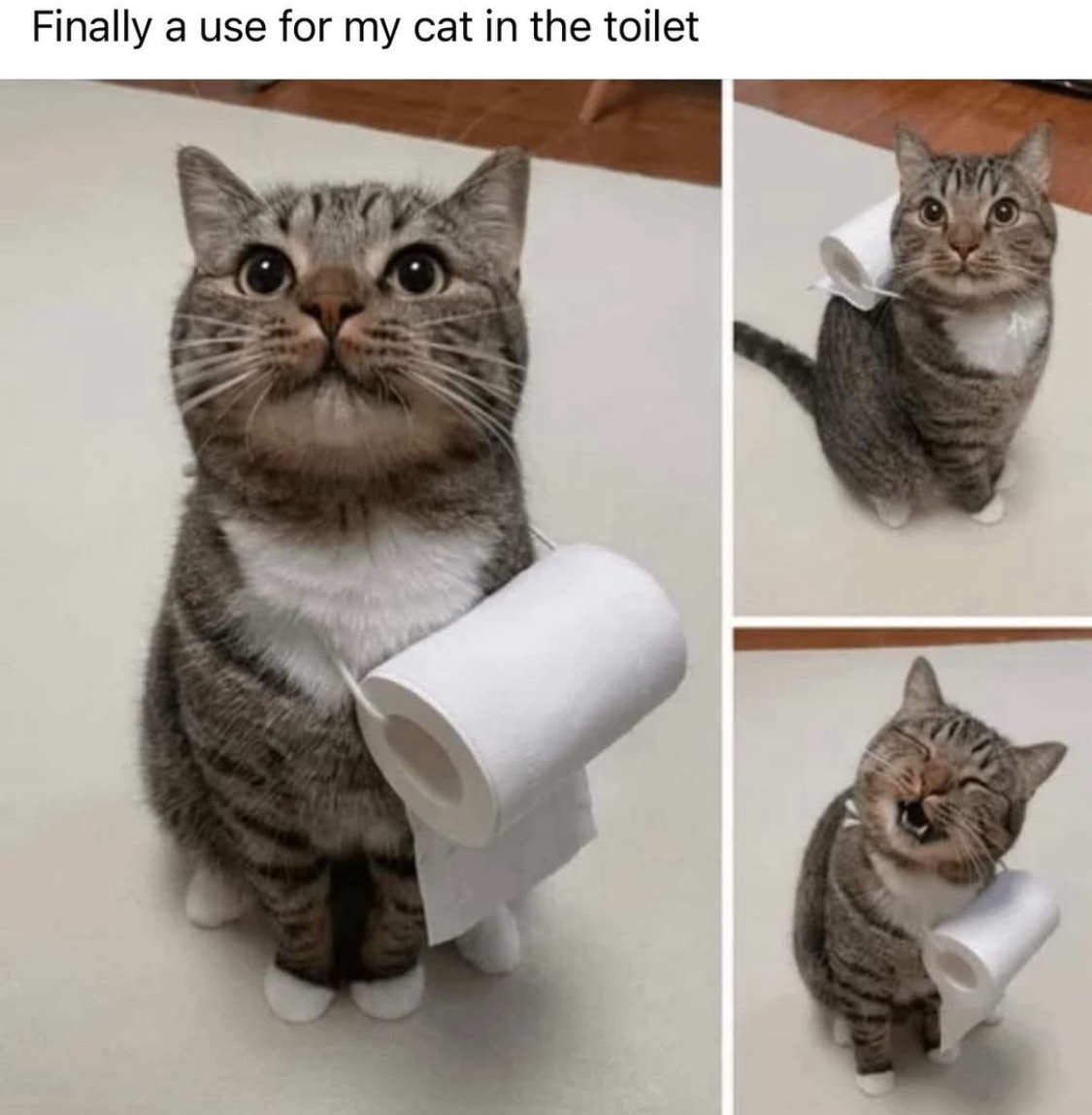20 Funniest Cat Memes That Will Make Your Brain Meow 8 finally a use for my cat - Funniest Cat Memes