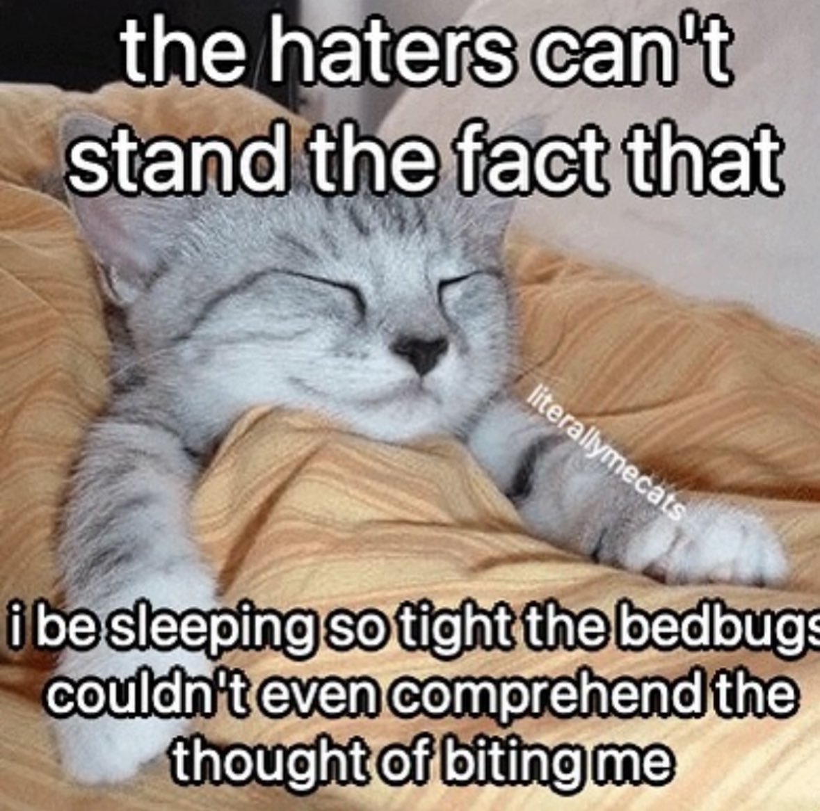 30 Cat Memes That Are Basically You in Furry Form 3 haters cant stand the fact - Cat Memes