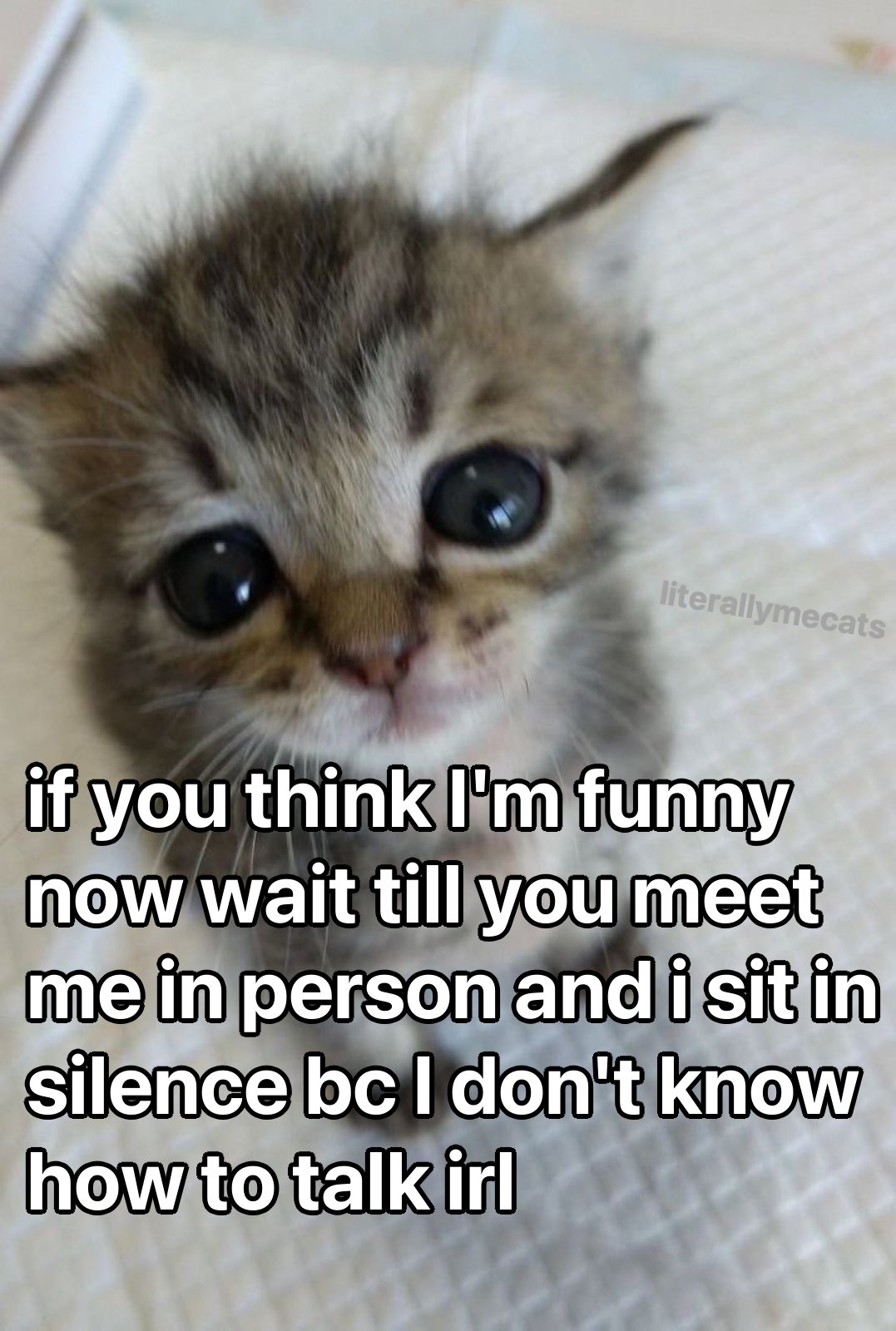 30 Cat Memes That Are Basically You in Furry Form 8 if you think Im funny - Cat Memes