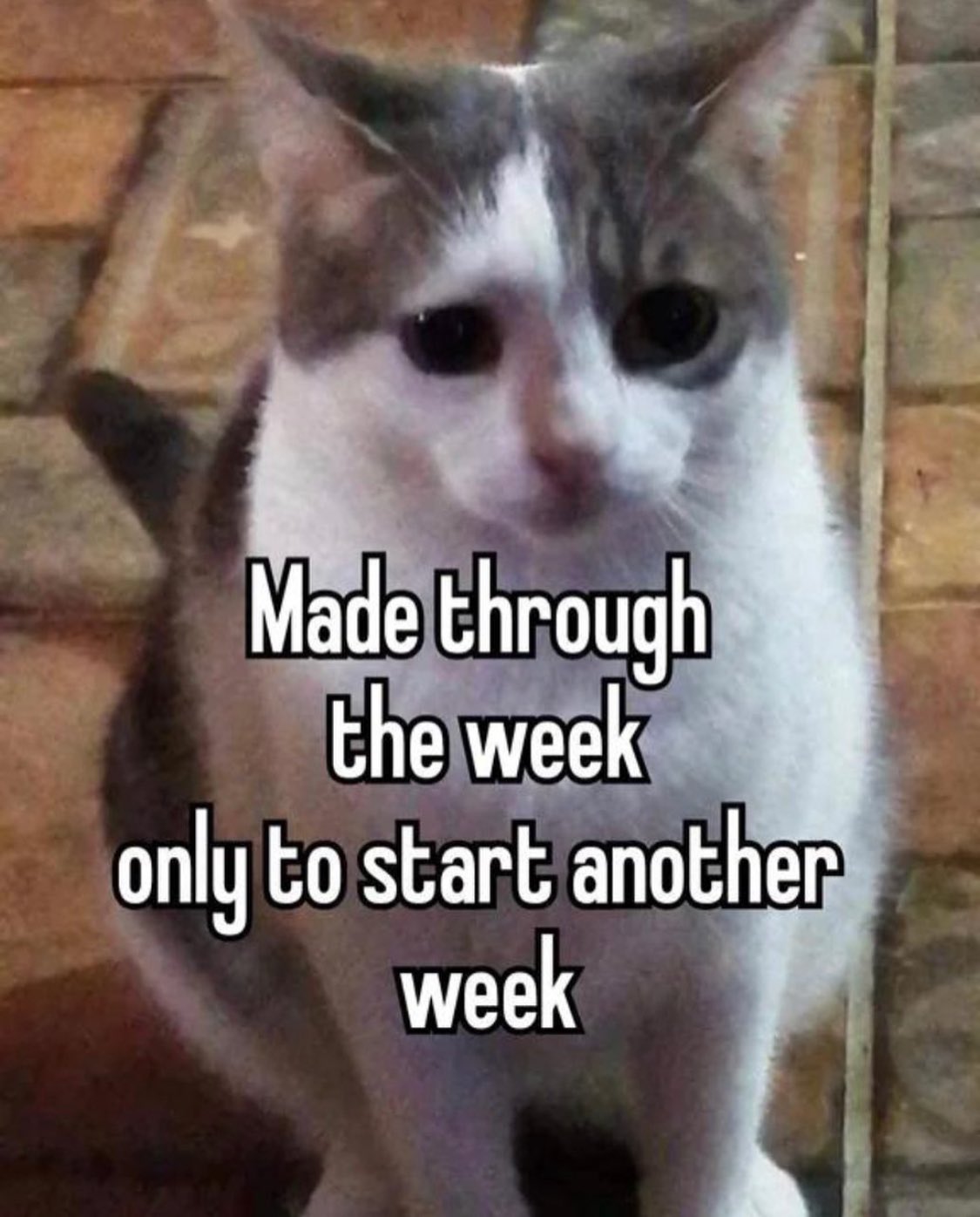 30 Cat Memes That Are Basically You in Furry Form 17 made through the week - Cat Memes