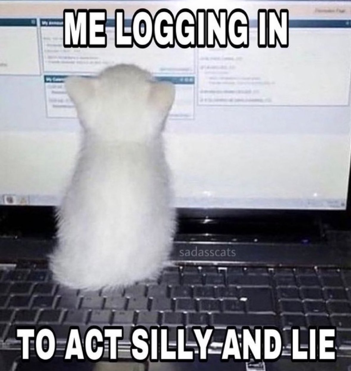 30 Cat Memes That Are Basically You in Furry Form 20 me logging in - Cat Memes