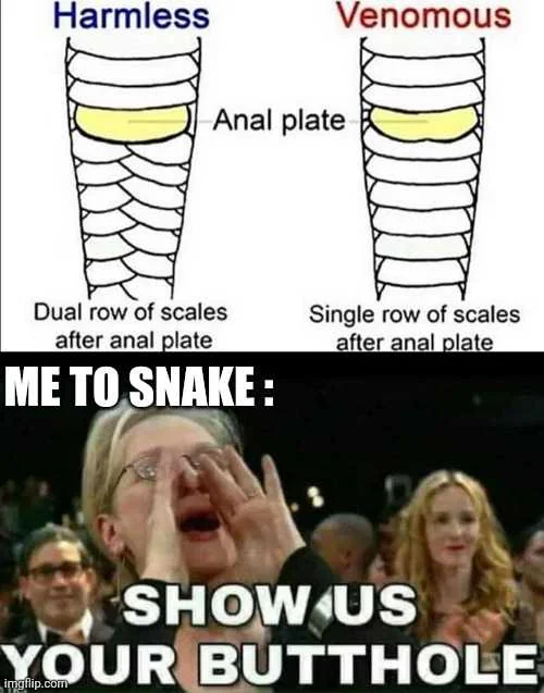 20 Snake Memes That Will Make You Sssmile on World Snake Day! 9 me to snake - Snake Memes