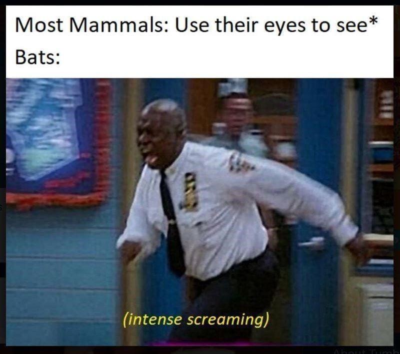 25 Funny Sunday Memes to Make Your Lazy Day Hilarious 23 most mammals