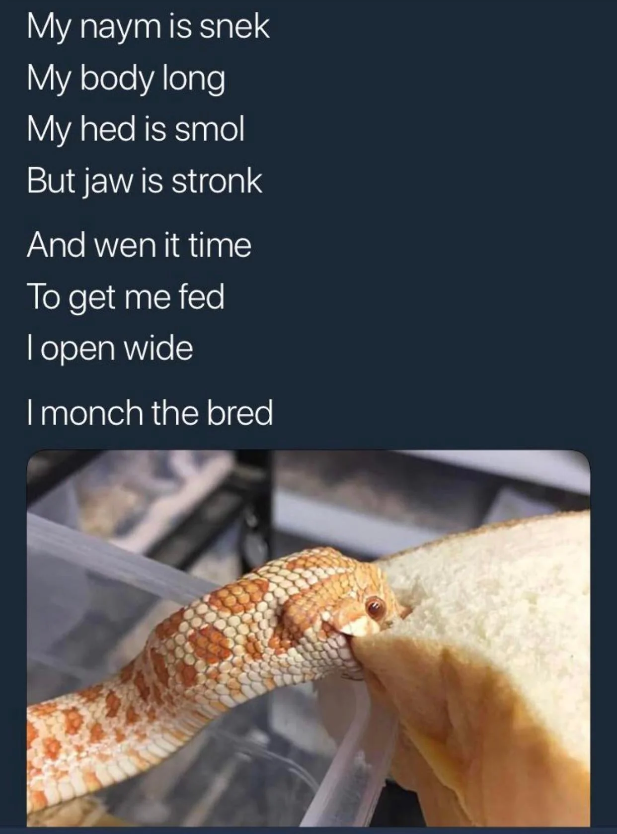 20 Snake Memes That Will Make You Sssmile on World Snake Day! 10 my name is snek - Snake Memes