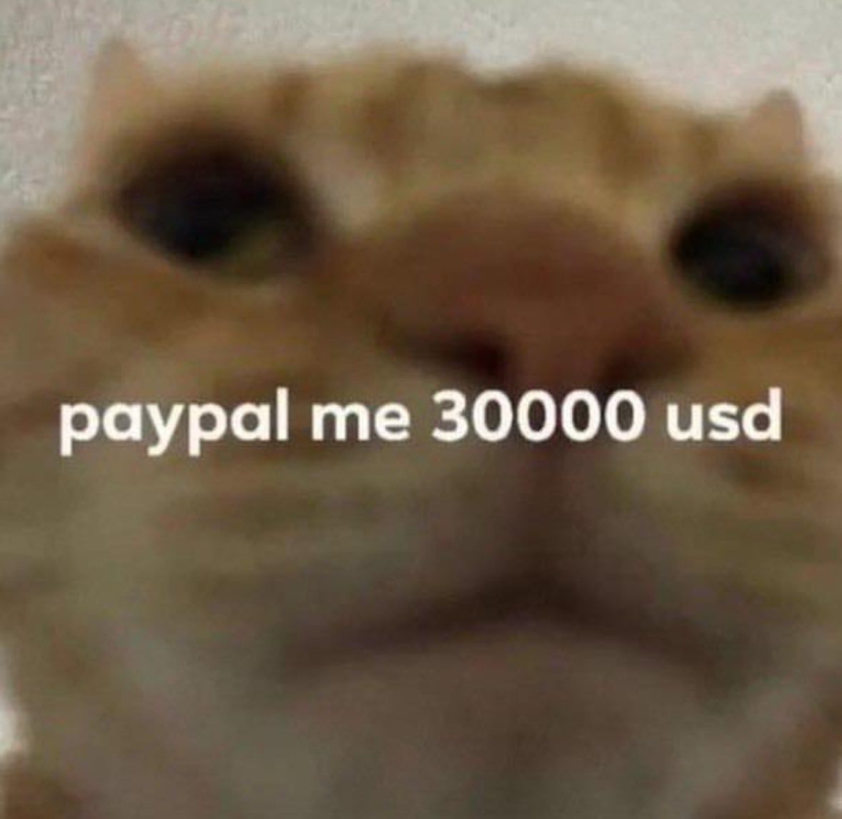 30 Cat Memes That Are Basically You in Furry Form 23 paypal me - Cat Memes
