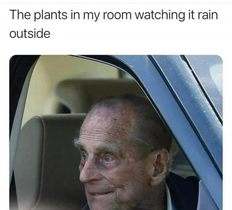 25 Diverse Memes to Brighten Your Midnight Scroll 25 plants in my rrom