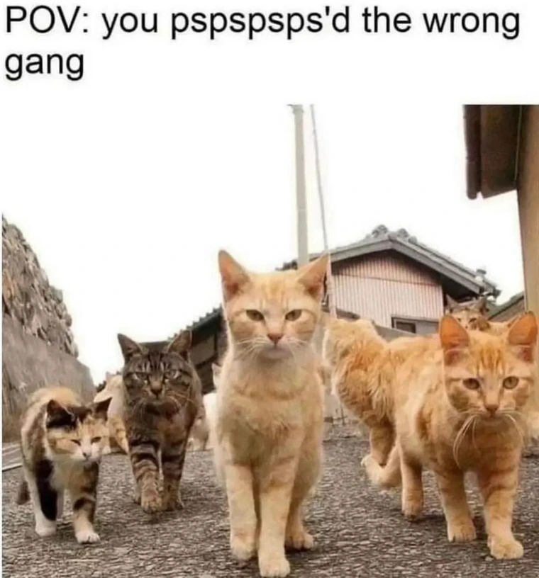 20 Funniest Cat Memes That Will Make Your Brain Meow 18 psps the wrong gang - Funniest Cat Memes
