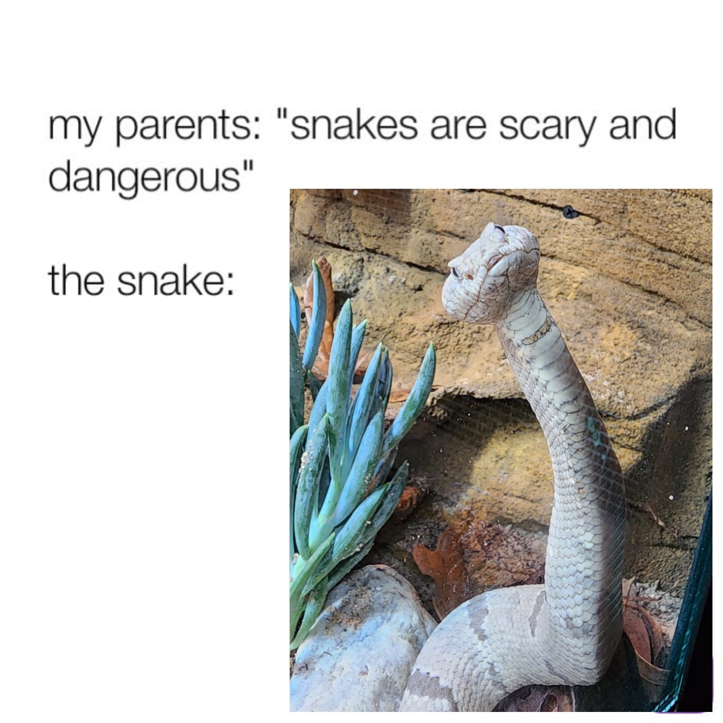 20 Snake Memes That Will Make You Sssmile on World Snake Day! 13 snakes are scary and dangerous - Snake Memes