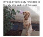 Sweet Dog Memes - FG