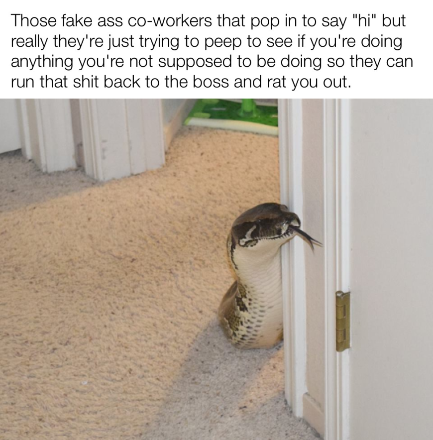 25 Monday Mourning Memes to Make You Laugh Through the Pain 23 that fake coworkers