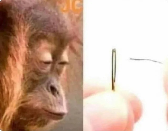 20 Chimpanzee Memes to Celebrate World Chimpanzee Day 15 thread and needle - Chimpanzee Memes