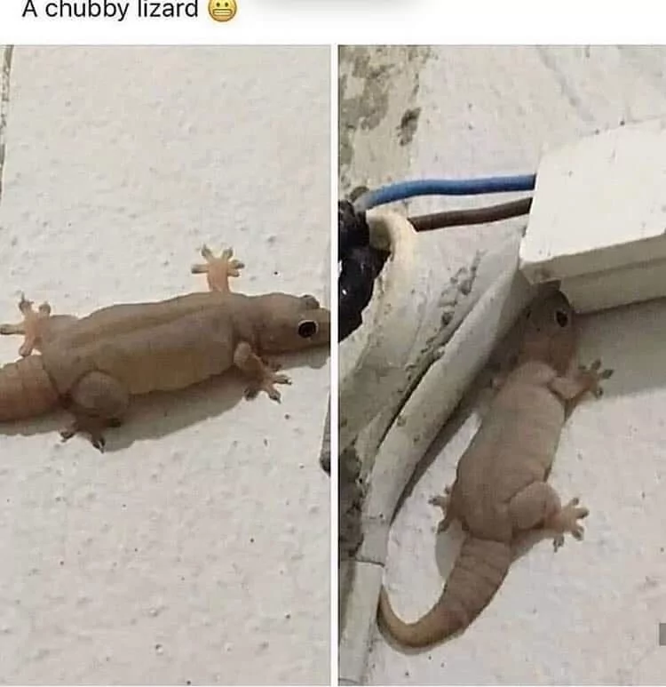 30 Lizard Memes to Honor World Lizard Day 28 A chubby Lizard