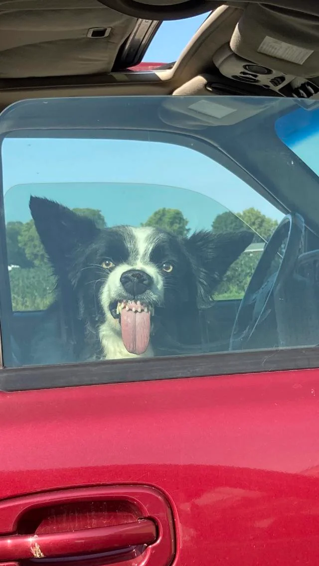 25 Funny Animal Expressions That Look Straight Out of a Cartoon 1 A dog next to me at Dollar General. - Funny Animal Expressions