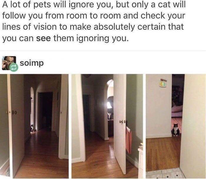 35 Reasons Why You Need To Quit Your Job And Become A Cat 1 A lot of pets will ignore you - quit your job memes
