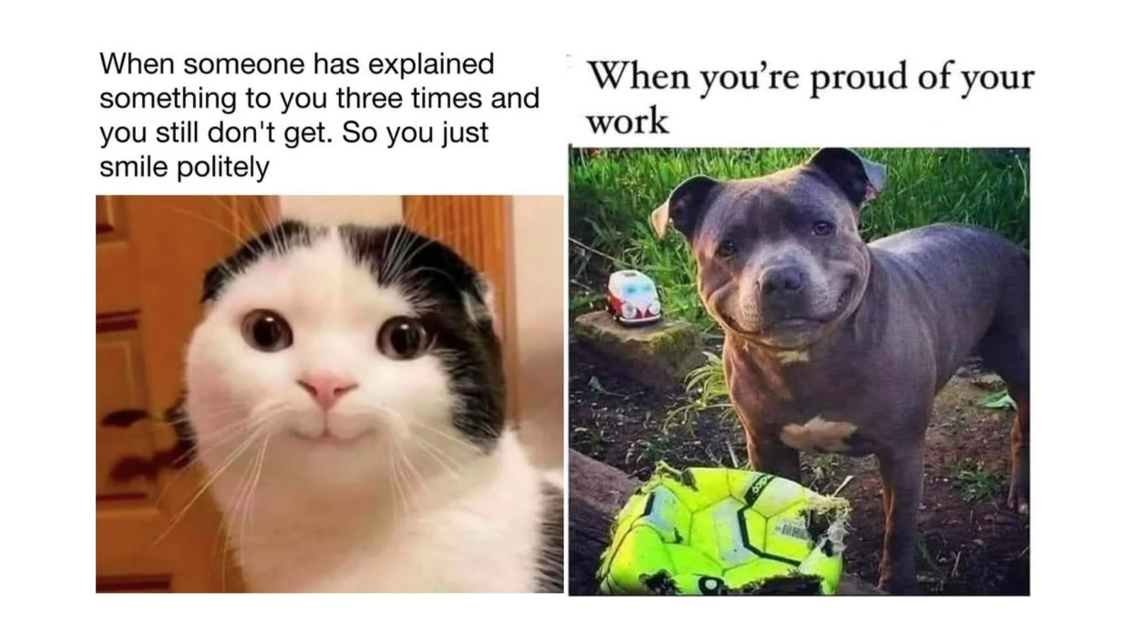 Dog And Cat Memes The Best Dog And Cat Memes
