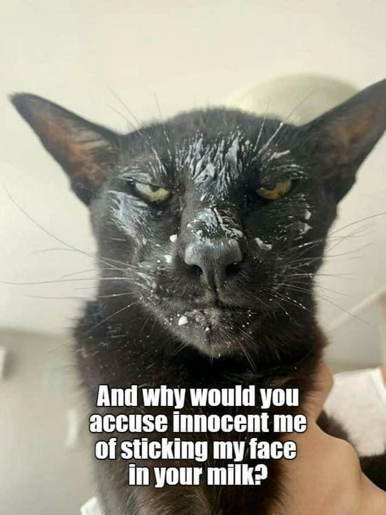35 Reasons Why You Need To Quit Your Job And Become A Cat 2 And why would you accuse me of drinking your milk quit your job memes