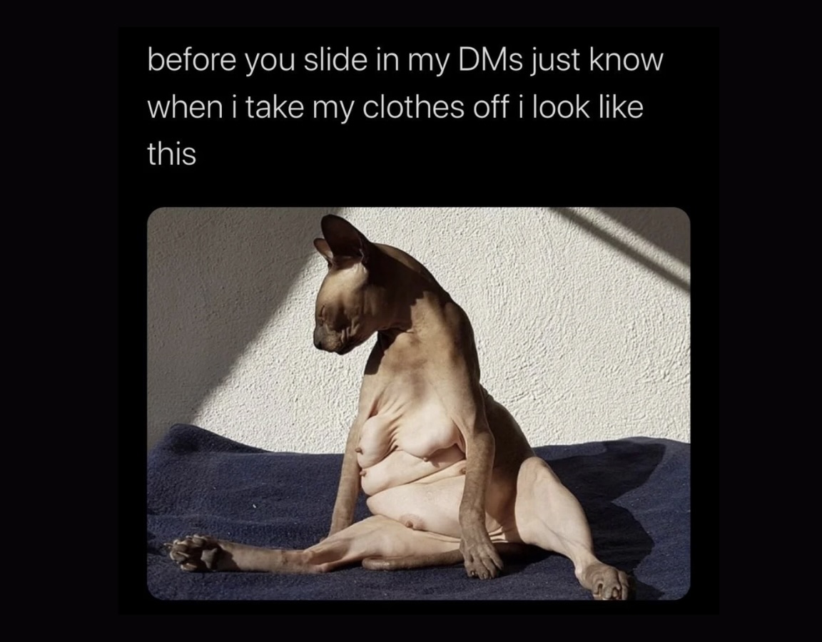 Animal Memes That Will Bring Joy To Your Day FG