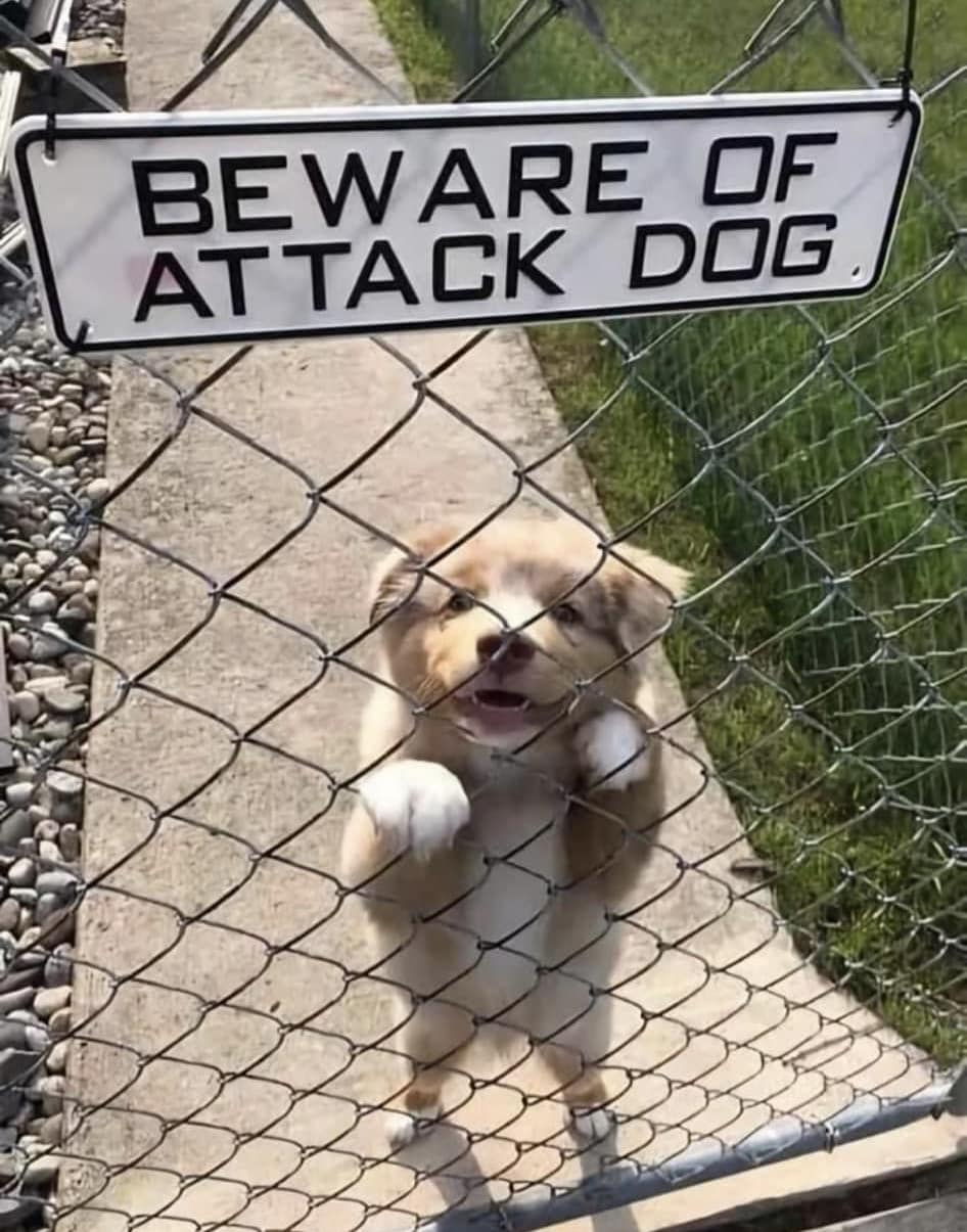 35 Baffling Signs That Seem to Have Been Written by Aliens 2 Attack dog - Baffling Signs