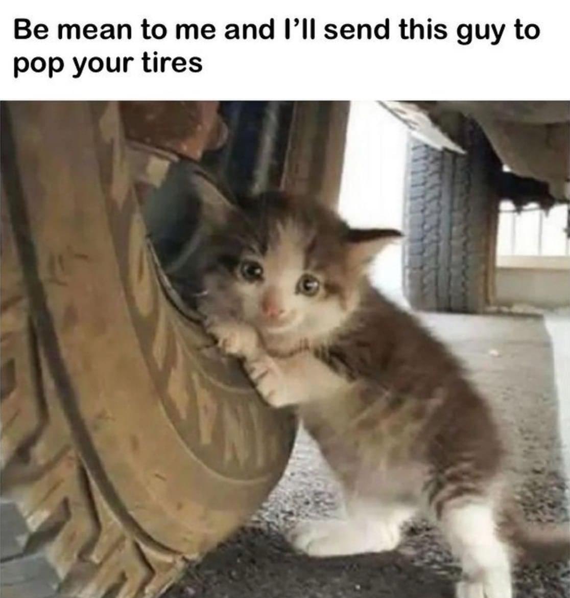 30 Cat Memes to Pounce on for International Cat Day Giggles 1 Be mean to me - Cat Memes